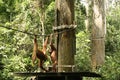 Sepilok orangutan sanctuary sabah borneo