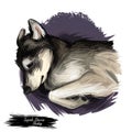 Seppala Siberian Sleddog sleeping dog digital art. Watercolor portrait of purebred domestic animal laying, isolated hand