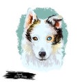 Seppala Siberian Sleddog sleeping dog digital art. Watercolor portrait of purebred domestic animal laying, isolated hand