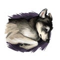 Seppala Siberian Sleddog sleeping dog digital art. Watercolor portrait of purebred domestic animal laying, isolated hand drawn