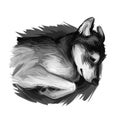 Seppala Siberian Sleddog sleeping dog digital art. Watercolor portrait of purebred domestic animal laying, isolated hand drawn