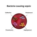 Sepsis. Blood poisoning. E. coli. Streptococci. Pneumococci. Staphylococci.