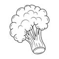 Broccoli, with hand drawn outline vector illustration