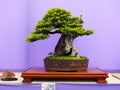 Specimen informal upright Yew Bonsai on display in the Bonsai 30 Belfast Show