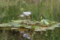 8 Sept 2020 the Water Lily pool, at the park Royalty Free Stock Photo