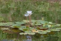 8 Sept 2020 the Water Lily pool, at the park Royalty Free Stock Photo