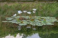 8 Sept 2020 the Water Lily pool, at the park Royalty Free Stock Photo