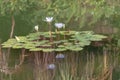 8 Sept 2020 the Water Lily pool, at the park Royalty Free Stock Photo