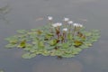 8 Sept 2020 the Water Lily pool, at the park Royalty Free Stock Photo