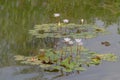 8 Sept 2020 the Water Lily pool, at the park Royalty Free Stock Photo