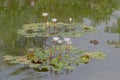 8 Sept 2020 the Water Lily pool, at the park Royalty Free Stock Photo
