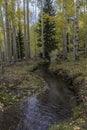 Aspen Grove in Autumn, Cimmaron Mountains, Colorado