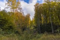 September autumn forest nature photography landscape colorful green yellow orange foliage trees in clear weather day Royalty Free Stock Photo