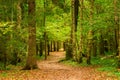 September, autumn landscape in the forest, trees Royalty Free Stock Photo