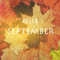 September background. Yellow maple leaves with the text Hello September. Autumn concept Royalty Free Stock Photo