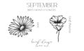 September Birth Month Flowers. Aster outline isolated on white. Morning Glory Line Art. Hand drawn line art botanical illustration