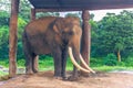 September 03, 2014 - Chained elephant in Chitwan National Park, Royalty Free Stock Photo