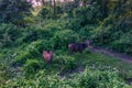 September 04, 2014 - Deer in Chitwan National Park, Nepal Royalty Free Stock Photo