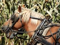 Haflinger Draft horses pulling corn wagon during harvest Royalty Free Stock Photo