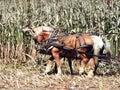 Draft horses in leather wagon harness in corn field Royalty Free Stock Photo