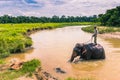 September 09, 2014 - Elephant bath Chitwan National Park, Nepal Royalty Free Stock Photo