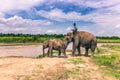 September 09, 2014 - Elephants in Chitwan National Park, Nepal Royalty Free Stock Photo