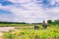 September 09, 2014 - Elephants in Chitwan National Park, Nepal Royalty Free Stock Photo