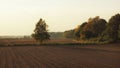 September evening, birch growing among ploughed fields Royalty Free Stock Photo