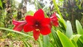 September flowers bloom in the morning with a rosy red color