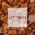 SEPTEMBER, greeting text on colorful fall leaves background. AUTUMN text. Word SEPTEMBER. Creative nature concept Royalty Free Stock Photo
