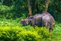 September 02, 2014 - Indian Rhino In Chitwan National Park, Nepa Royalty Free Stock Photo