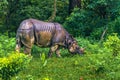 September 02, 2014 - Indian Rhino In Chitwan National Park, Nepa Royalty Free Stock Photo