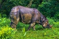 September 02, 2014 - Indian Rhino In Chitwan National Park, Nepa Royalty Free Stock Photo