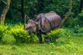 September 02, 2014 - Indian Rhino In Chitwan National Park, Nepa Royalty Free Stock Photo