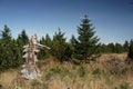 September in the Jizera Mountains, trunk of a dead tree Royalty Free Stock Photo