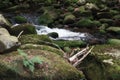 September in Karkonosze, fern sundering on a rock on stream bank Royalty Free Stock Photo