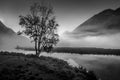 September 2, 2016 - Lone tree with morning fog seen on Tern Lake, Kenai Penninsula, Alaska