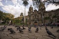 Pigeons in San Ignacio plaza Medellin Colombia