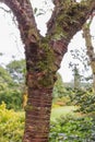 Patterned bark of the prunus serrula or the birchbark cherry tree Royalty Free Stock Photo