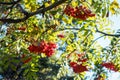 September rowan in Lyublino park. Moscow, Russia Royalty Free Stock Photo