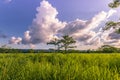 September 04, 2014 - Sky above Chitwan National Park, Nepal Royalty Free Stock Photo