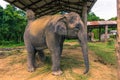 September 09, 2014 - Trained elephant in Chitwan National Park, Royalty Free Stock Photo