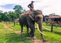 September 09, 2014 - Trained elephants in Chitwan National Park, Royalty Free Stock Photo