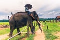 September 09, 2014 - Trained elephants in Chitwan National Park, Royalty Free Stock Photo