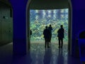 Visitors watch angelfish in Antwerp Zoo aquarium