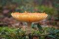 September in the woods, poisonous fungus at forest floor
