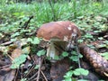 September in Woods in Suburbs of Moscow.