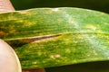 Septoria blotch disease of wheat