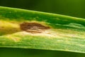 Septoria blotch disease of wheat