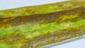 Septoria leaf blotch